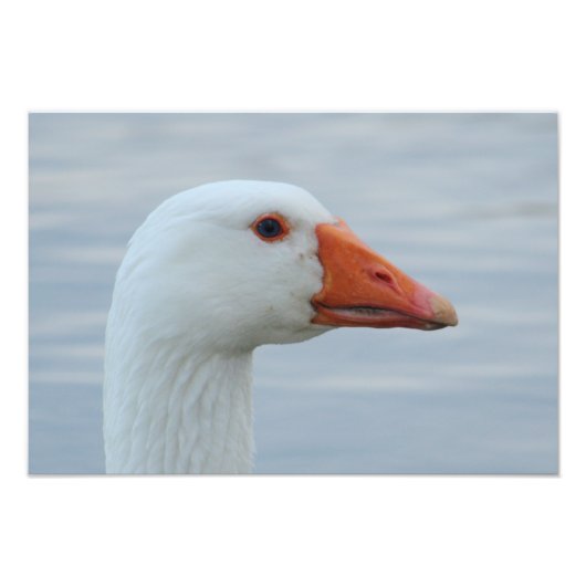 White Goose Portrait Foto Afdruk (Voorkant)