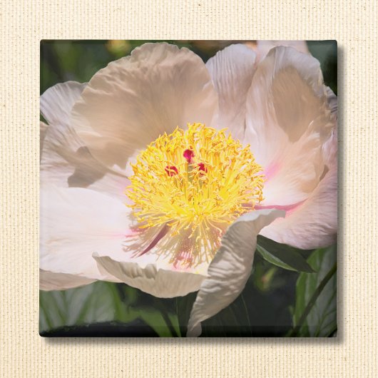 White Grace Peony Magneet