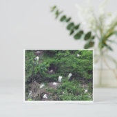 White Great Egret Nesting Briefkaart (Staand voorkant)