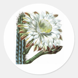 White Green Flowering Cactus Desert Plant Ronde Sticker