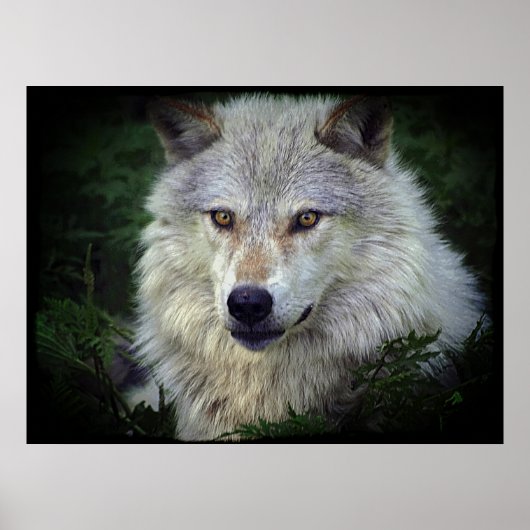 White Grey Wolf Wildlife Supporter Poster (Voorkant)