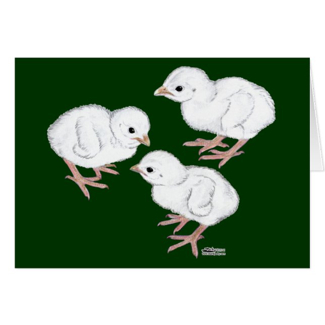 White Guinee Keets (Voorkant Horizontaal)