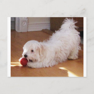 White Havanese Puppy Speel met Red Ball Briefkaart