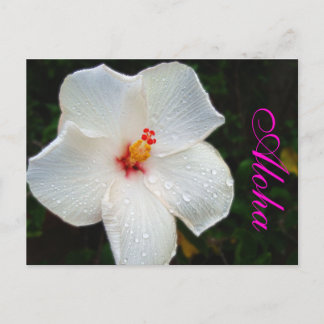 White Hawaii Hibiscus Briefkaart