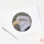 White Headed Bald Eagle Photo Ronde Sticker (Envelop)