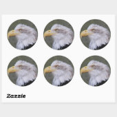 White Headed Bald Eagle Photo Ronde Sticker (Vel)