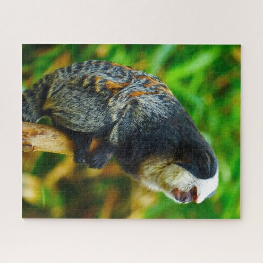White Headed Marmoset. Legpuzzel (Horizontaal)