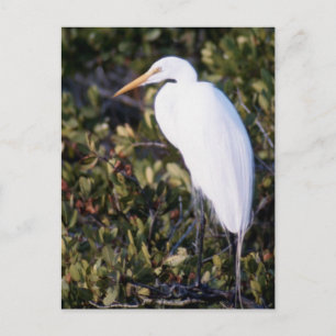 White Heron Briefkaart