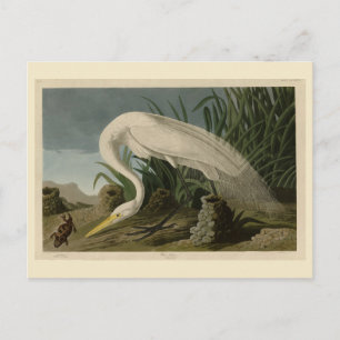 White Heron, Great Egret, Audubon Birds of America Briefkaart