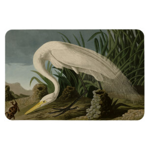 White Heron, Great Egret, Audubon Birds of America Magneet