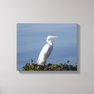 White Heron op Lilypads Canvas Afdruk