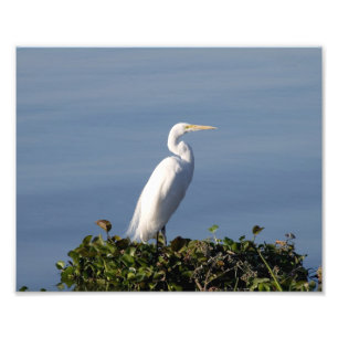 White Heron op Lilypads Foto Afdruk