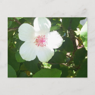 White Hibiscus Briefkaart