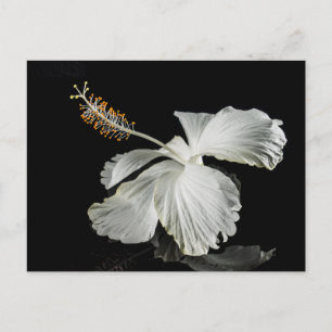 White Hibiscus Flower Side Uitzicht Briefkaart