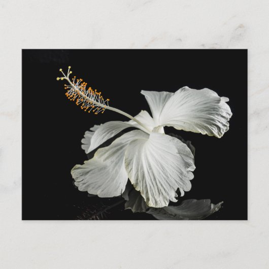 White Hibiscus Flower Side Uitzicht Briefkaart (Voorkant)