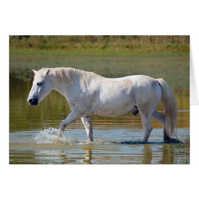 WHITE HORSE (Voorkant Horizontaal)