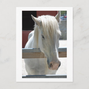 White Horse Beauty Briefkaart