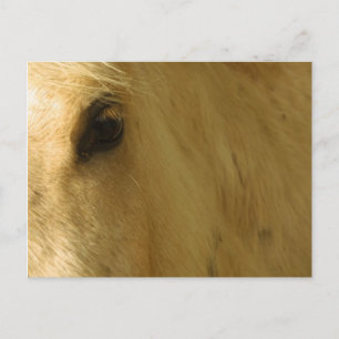 White Horse Closeup Briefkaart