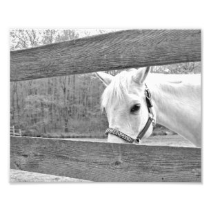 White Horse Foto Afdruk