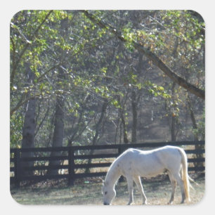 White Horse in bomen Vierkante Sticker