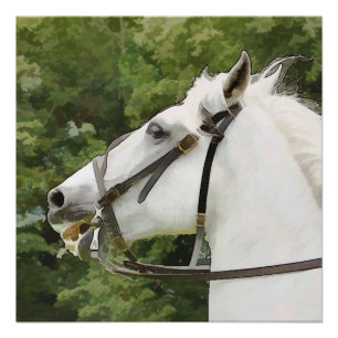 WHITE HORSE PERFECT POSTER