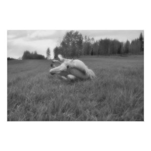 White Horse Rolling in Pasture Equine B&W Foto Perfect Poster