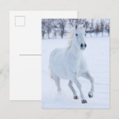 White Horse Running in the Snow Briefkaart (Voorkant / Achterkant)