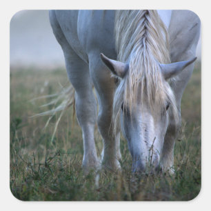 White Horse Vierkante Sticker