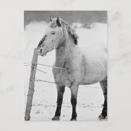 White Horse Winter Briefkaart (Voorkant)