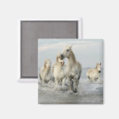 White Horses Galloping on Beach Magnet Magneet (Voorkant / Achterkant)