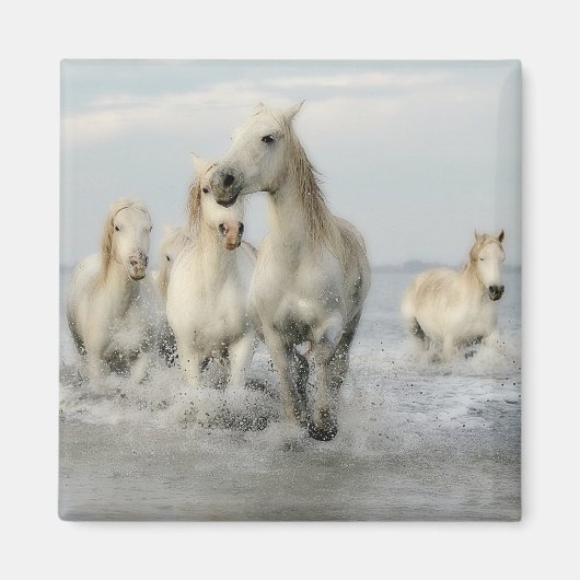 White Horses Galloping on Beach Magnet Magneet (Voorkant)