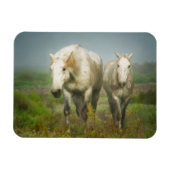 White Horses of Camargue in Field Magneet (Horizontaal)