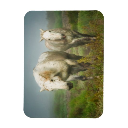 White Horses of Camargue in Field Magneet (Verticaal)