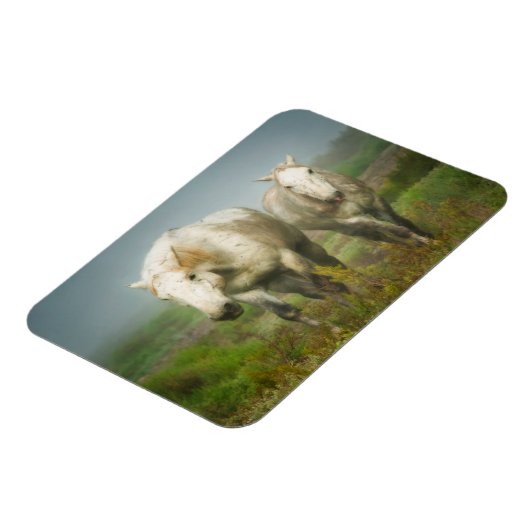 White Horses of Camargue in Field Magneet (Linkerzijde)