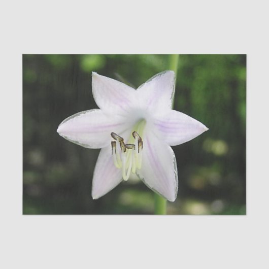 White Hosta Flower Tissuepapier (Voorkant)