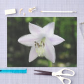 White Hosta Flower Tissuepapier (Craft)