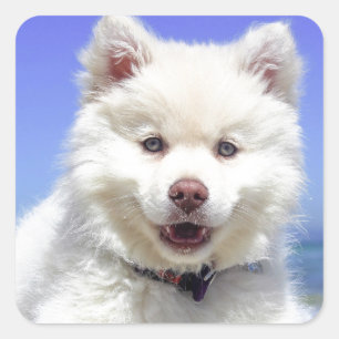 White Husky Puppy with Blue Eyes Vierkante Sticker