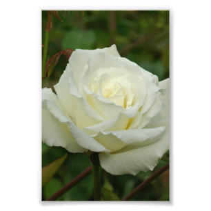 White Hybrid Tea'Mrs. Roos van Herbert Stevens Foto Afdruk