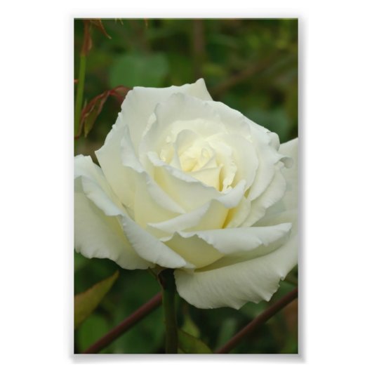 White Hybrid Tea'Mrs. Roos van Herbert Stevens Foto Afdruk (Voorkant)