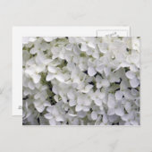  White Hydrangea Closeup Photo Briefkaart (Voorkant / Achterkant)