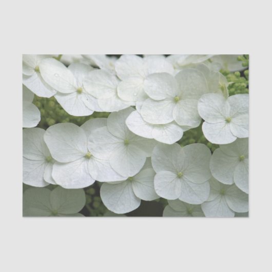  White Hydrangea Floral Foto Tissuepapier (Voorkant)