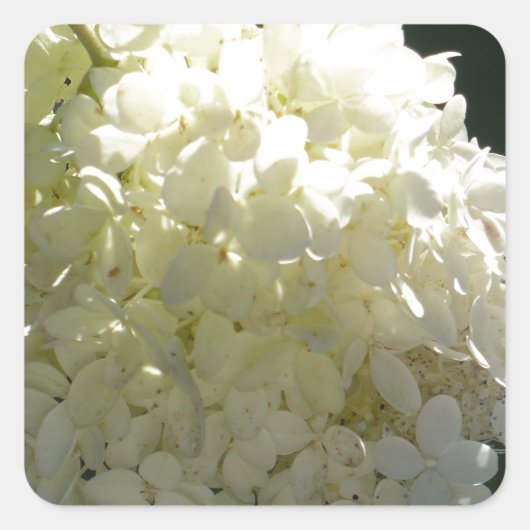 White Hydrangea Flower Cluster Vierkante Sticker (Voorkant)
