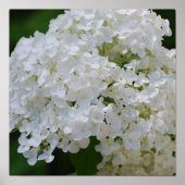 White Hydrangea Poster (Voorkant)
