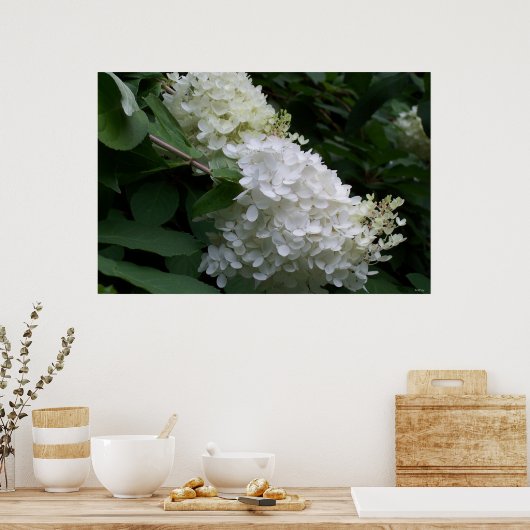 White Hydrangea Poster (Keuken)