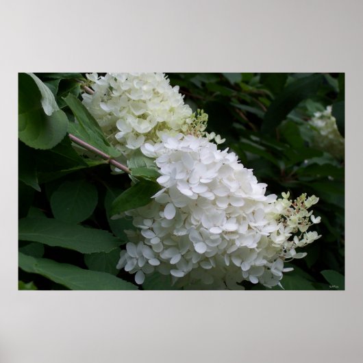 White Hydrangea Poster (Voorkant)