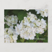 White Hydrangeas Briefkaart (Voorkant)