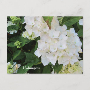 White Hydrangeas Briefkaart