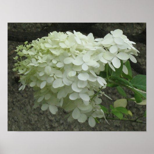 White Hydrangeas Poster Print (Voorkant)