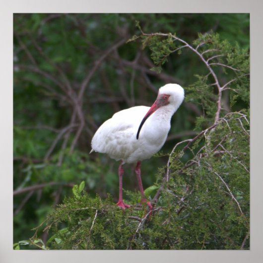 White Ibis Bird Poster (Voorkant)