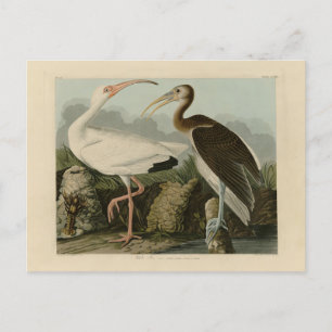 White Ibis - John James Audubon's Birds of America Briefkaart